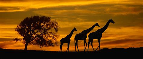 The Exhilarating Wilds of Africa: A Celebration of African Pride